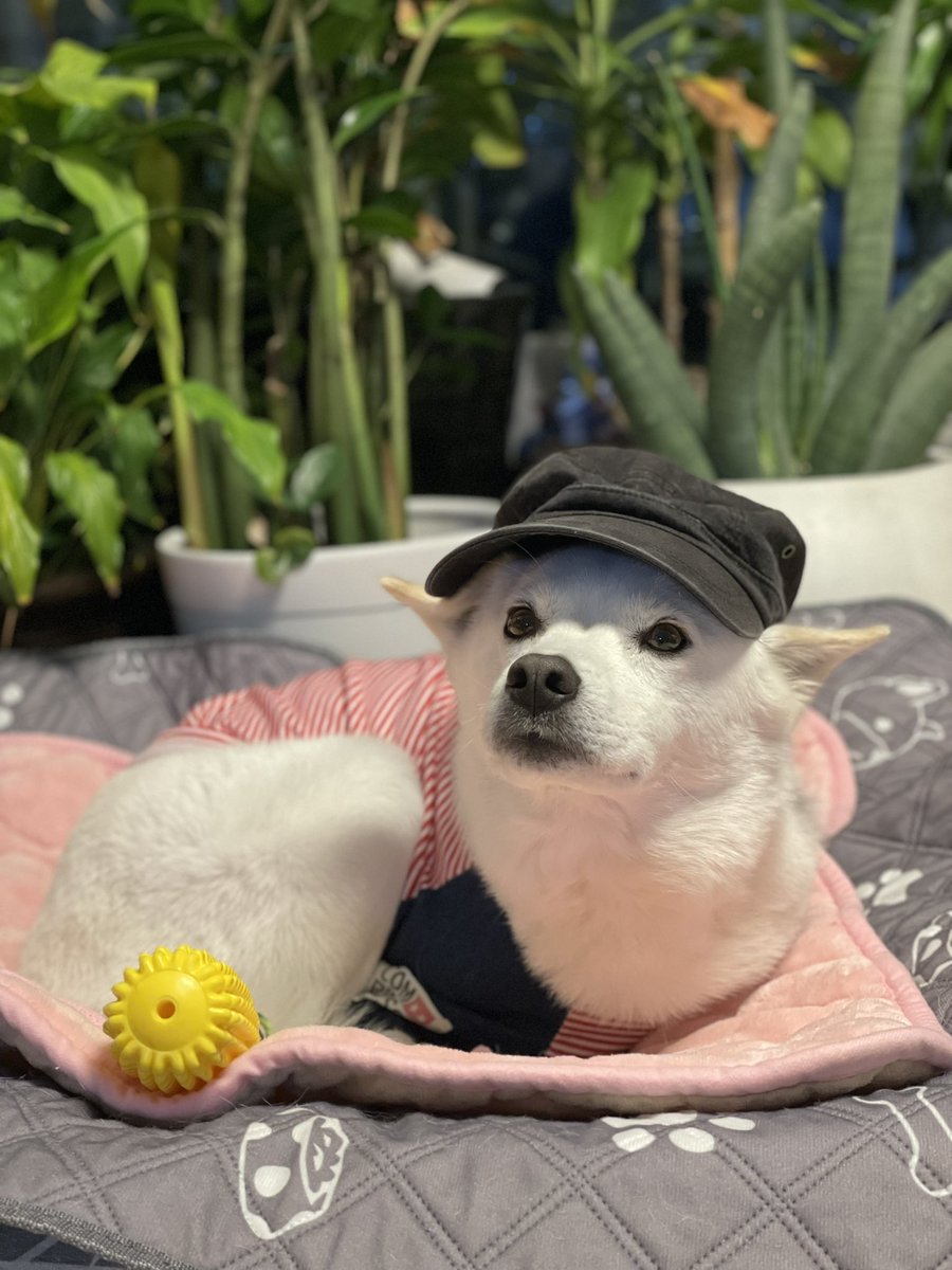 리서치뷰(Research View) tweet media