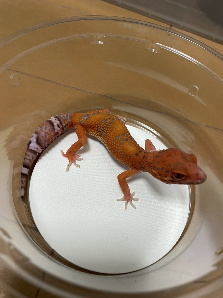 Easy Love Gecko.(y.higashi226) tweet media