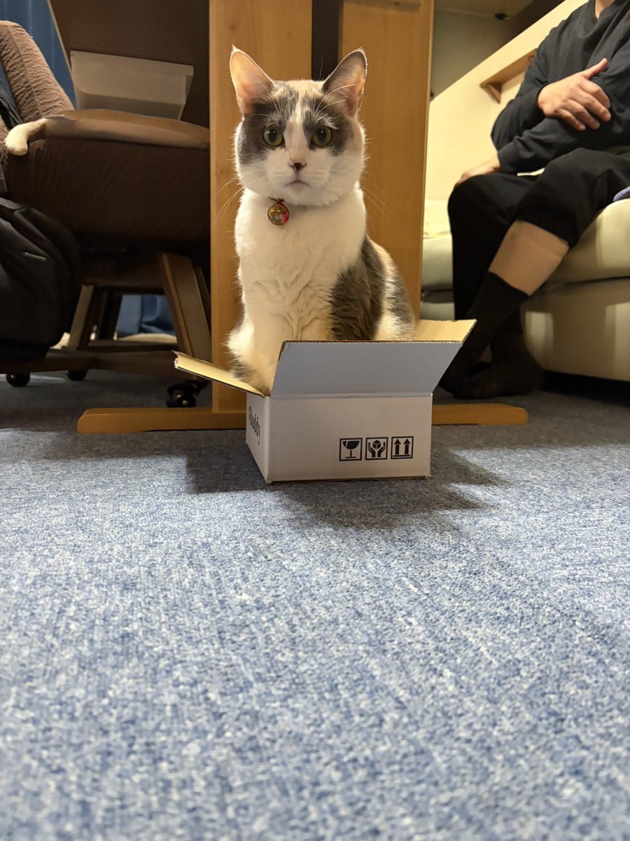try_rebirth's tweet photo. 狭小住宅
＃三毛猫 https://t.co/b01FceoW4B