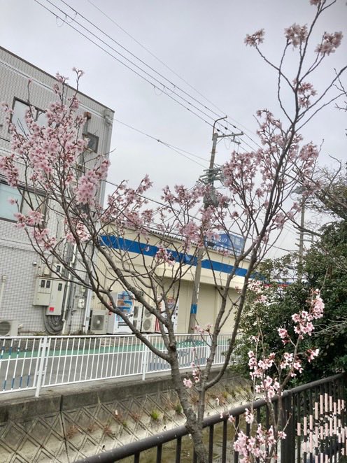 k-san&shemee tweet media