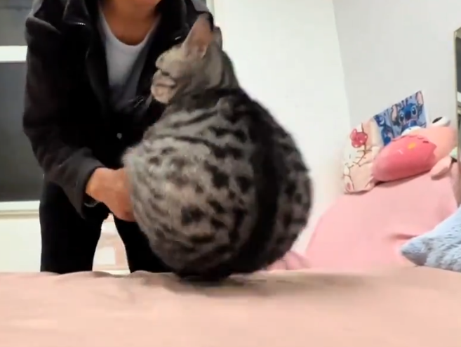 boingdev tweet media