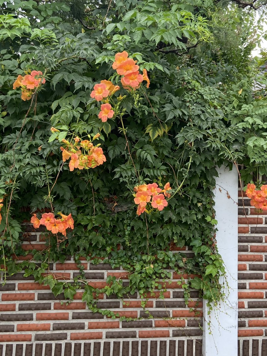 납작레몬 tweet media