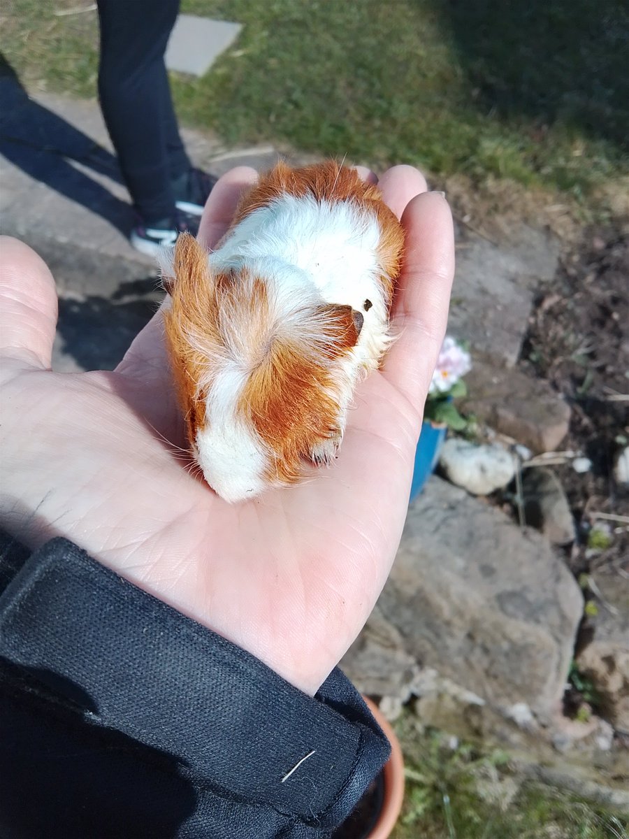 Ginny Beaumont tweet media