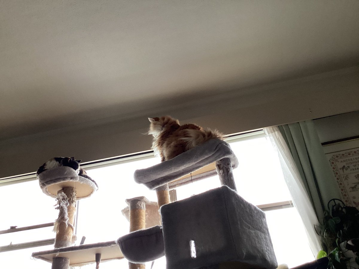 Shelby & Freda &Clinty 🌈 tweet media