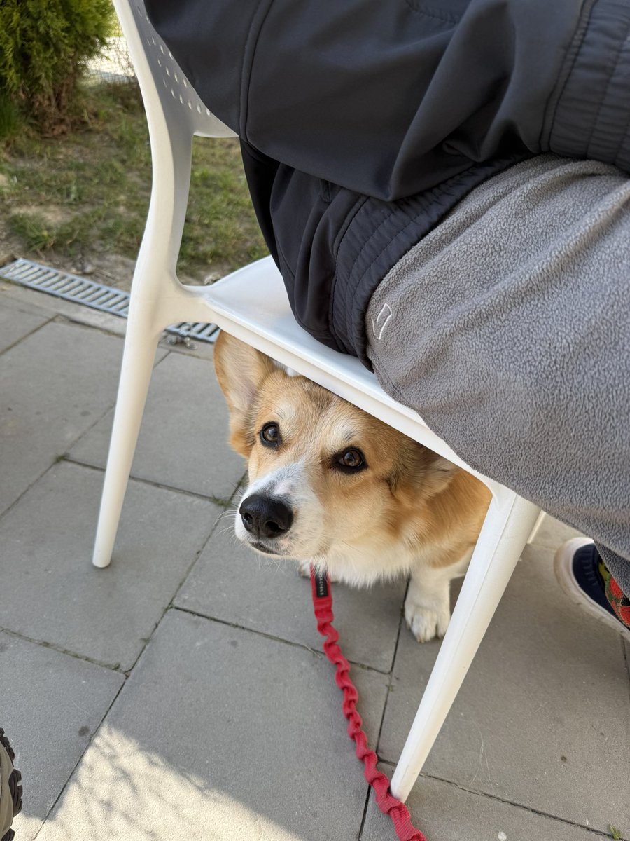 Кадзілла 🦖 tweet media