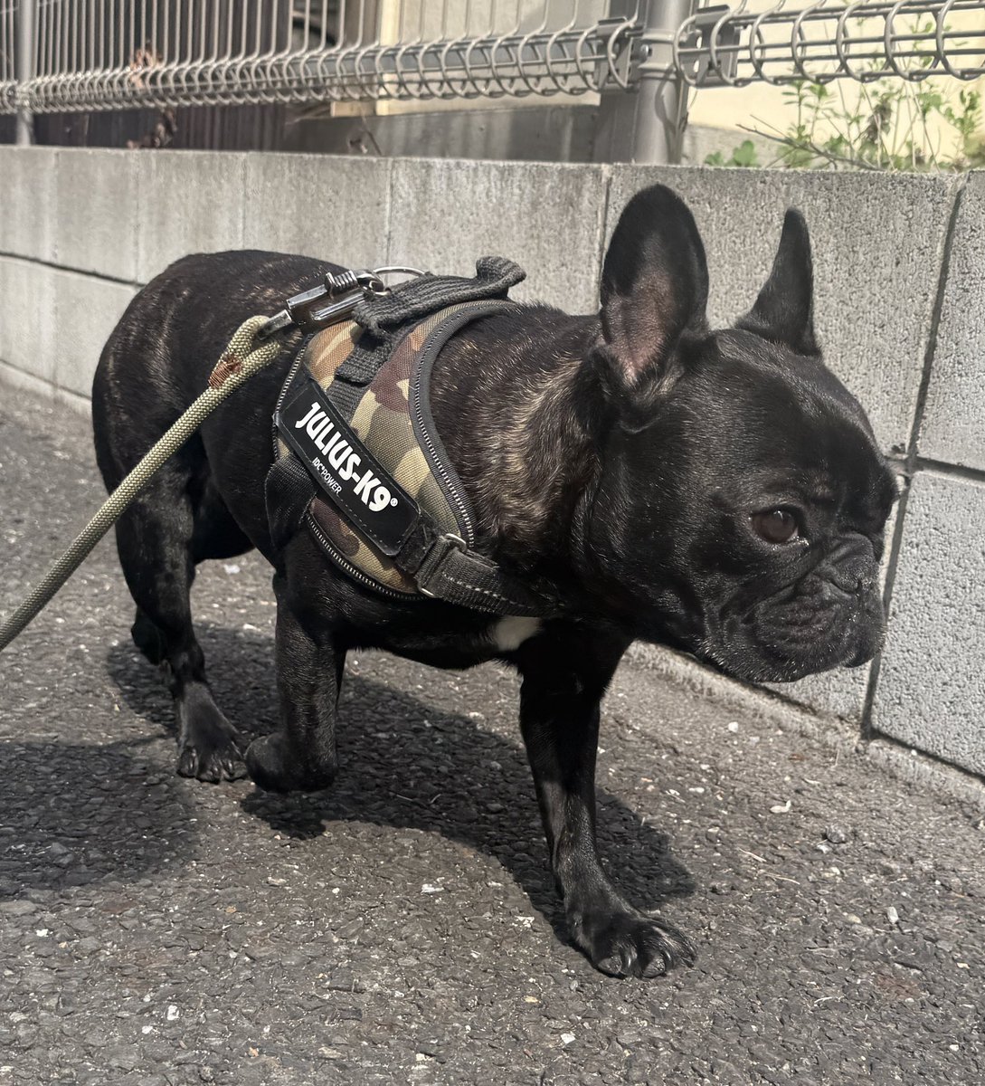 フレブルのとうふちゃん tweet media