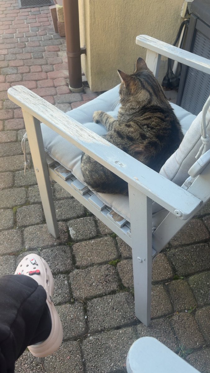 chilluje bombę z kotem sąsiadów w ogródku a wy?