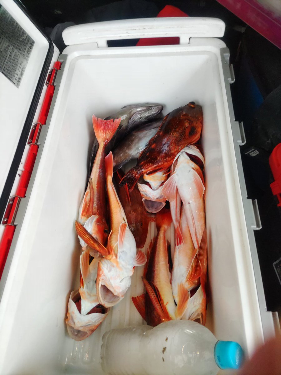 てんこ tweet media