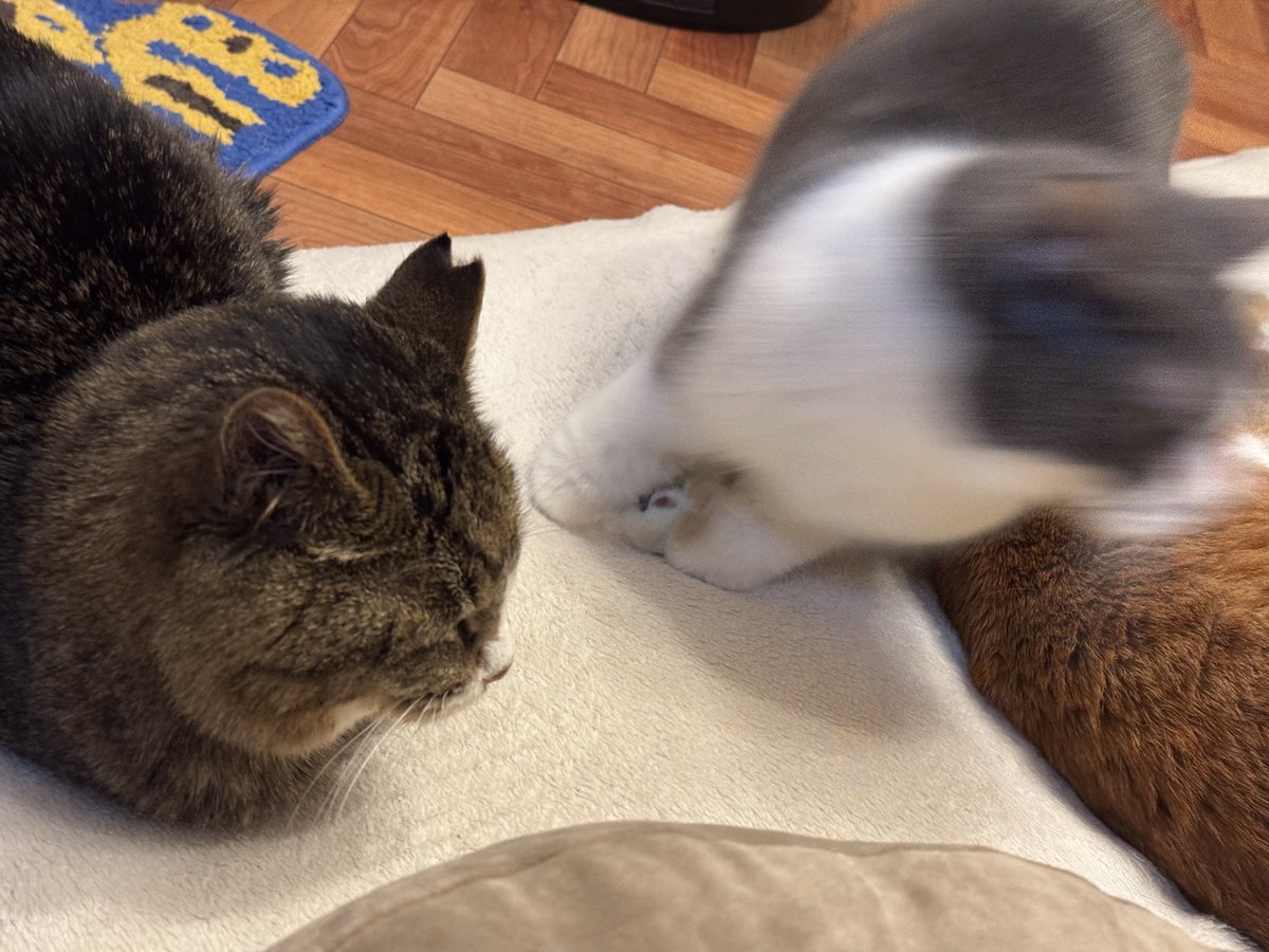 先程おててないない状態の家庭野良猫めいくんにゆっくり近づいたら、そのままの状態で逃げずにじっとしてくれてたので「お？もしかしてお近づきになれるかな？」と思った瞬間スポーーーン！と飛んで行った。おててないない状態から飛べるんかーい。猫ちゃんにはまだまだ解明されてないギミックがある。