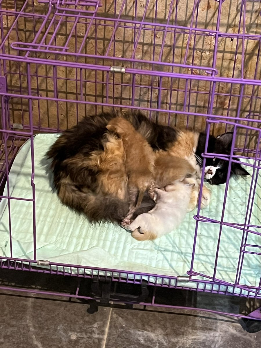 berbinar tweet media