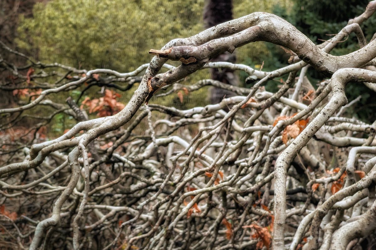 pocketireland's tweet photo. Lost in the beautiful, silver-grey tangle of these shrubs at Mount Usher Gardens. These branches look like they’ve been woven together by the wind.

#photography #TeamPixel #Ireland #NaturePatterns #WinterWoods #TreeMagic #WovenNature #IrishLandscape #GreySkies #AbstractNature https://t.co/7Rpa62CkPQ