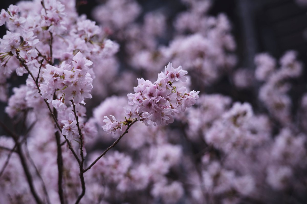 かっくん tweet media