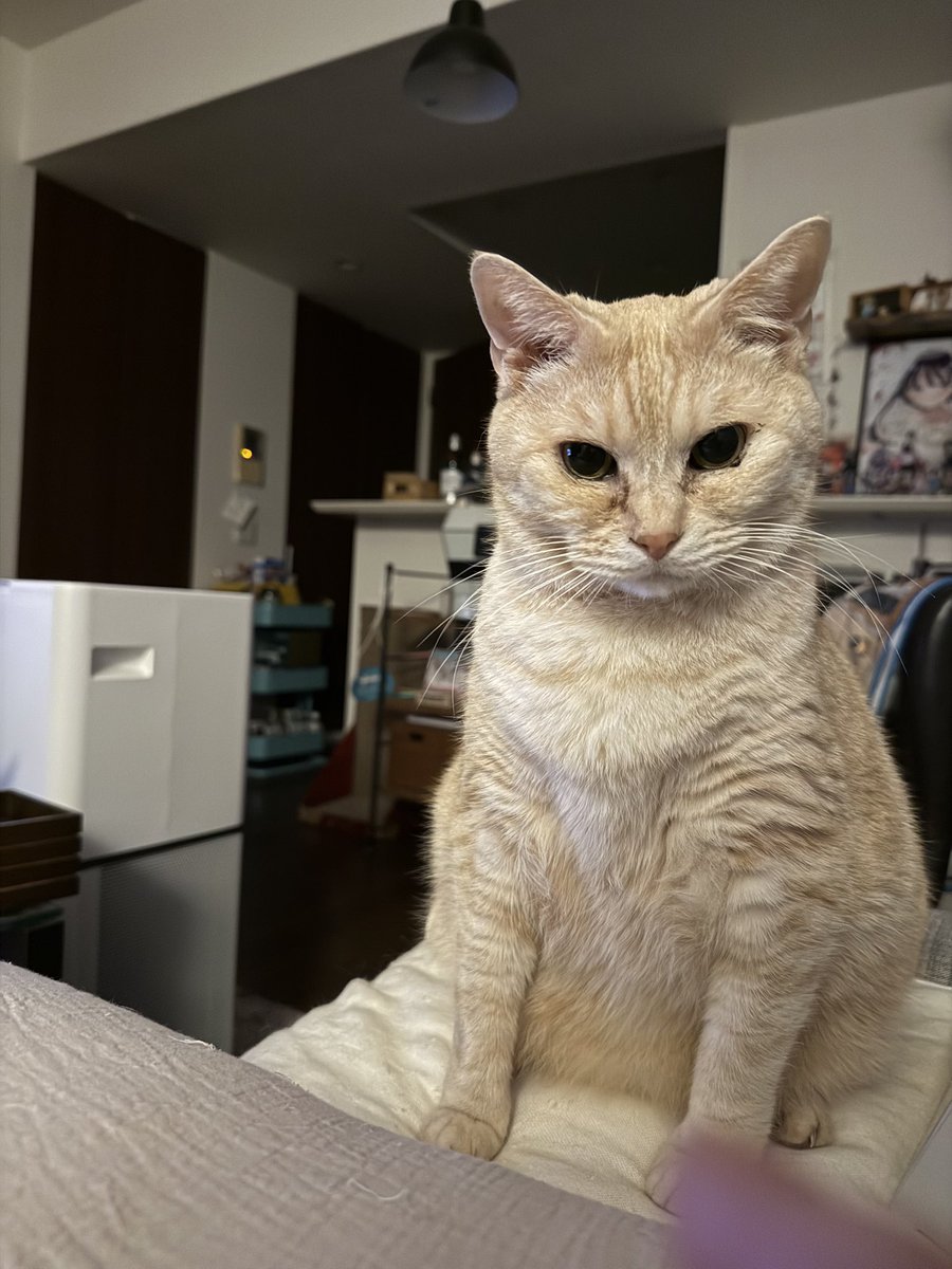 桜井のりお@僕ヤバ13巻1/8発売＆劇場版2/13公開 tweet media