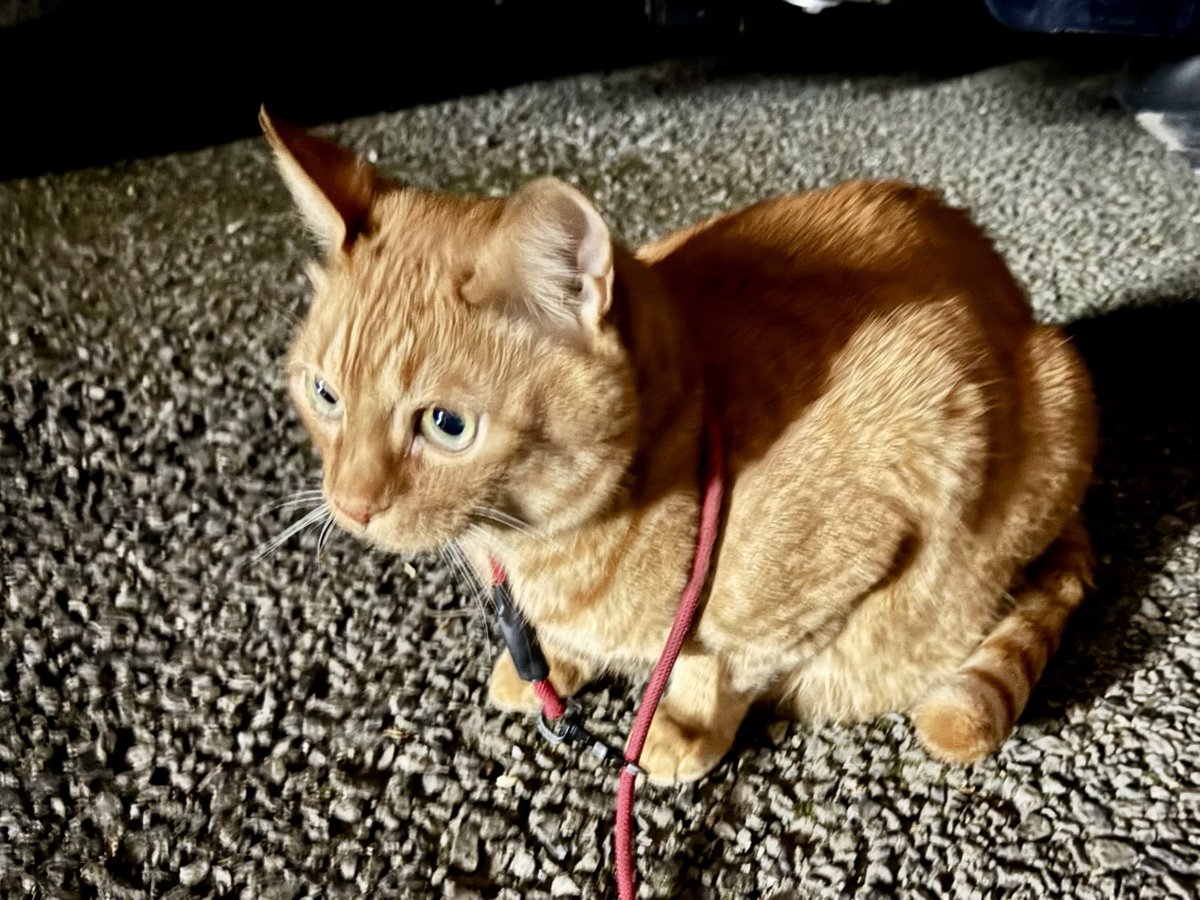 ほっぷ tweet media