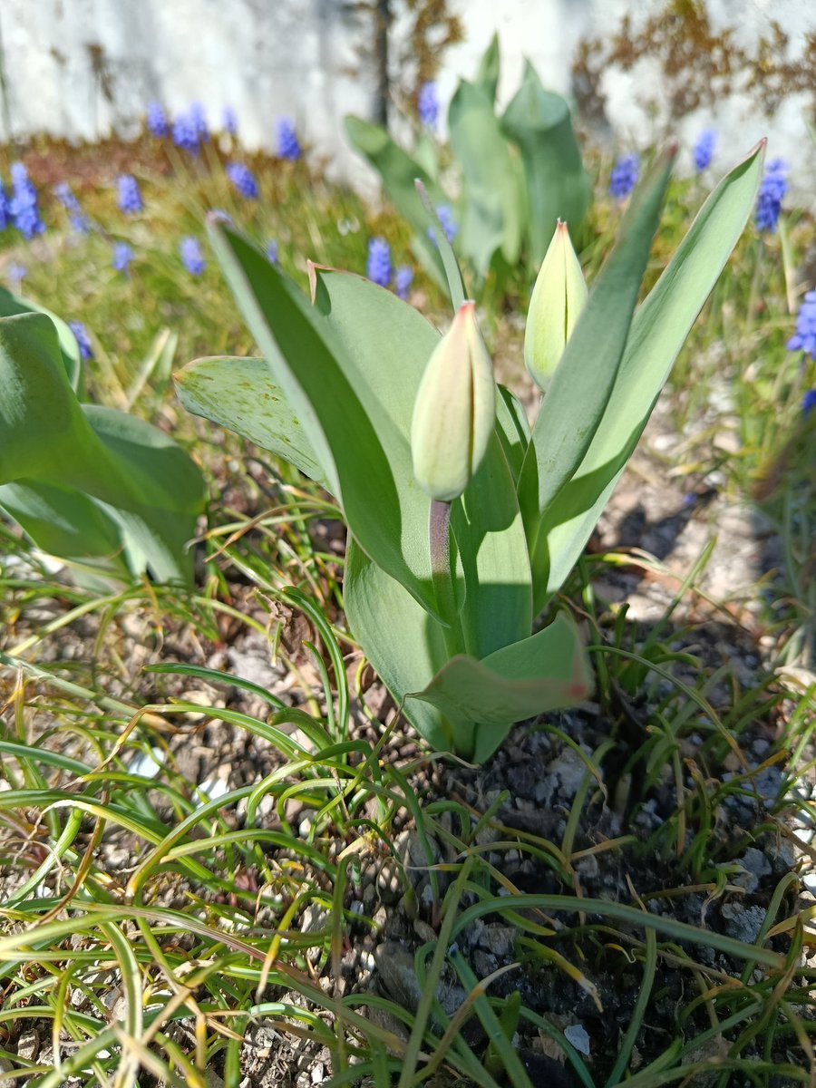 Doğan 🇹🇷🇵🇸🌹 tweet media