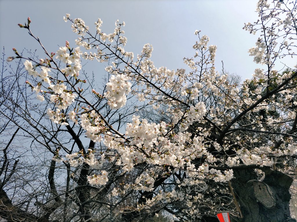 満開ではないけれど
やっぱりキレイ🌸