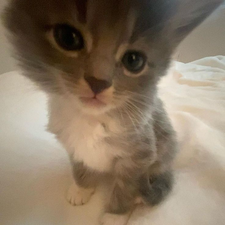 Four-leaf Clover tweet media