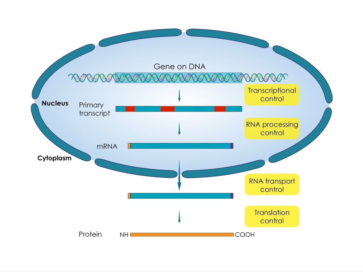 Levels of regulation of gene expression.