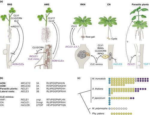New Phytologist tweet media
