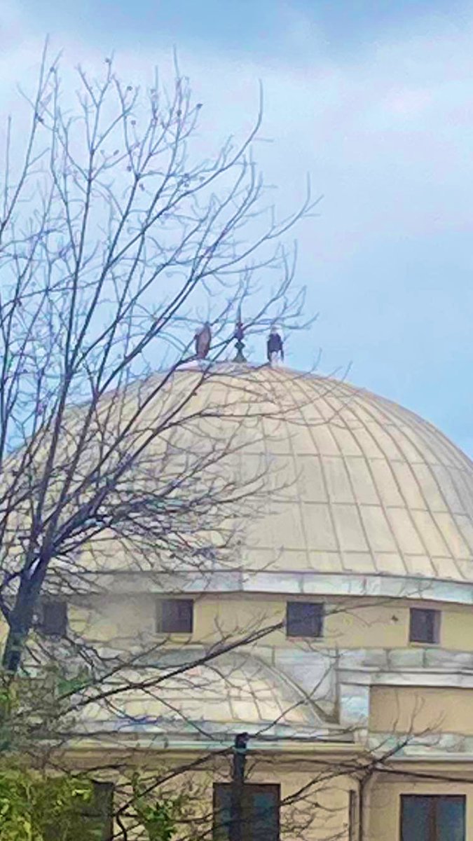 Şu olayın üstünden 4 gün geçti. Üstelik artık leyleğin eşi de geldi. 

Antalya Dikmen köyündeki Muhtar ve imamın lütuf ettiği ve geliyor dediği direk yerine eski yuvaları cami kubbesinde beklemeye devam ediyor bu leylekler. Eğer yuvayı yetiştiremezlerse bu sezon üremeyecekler!