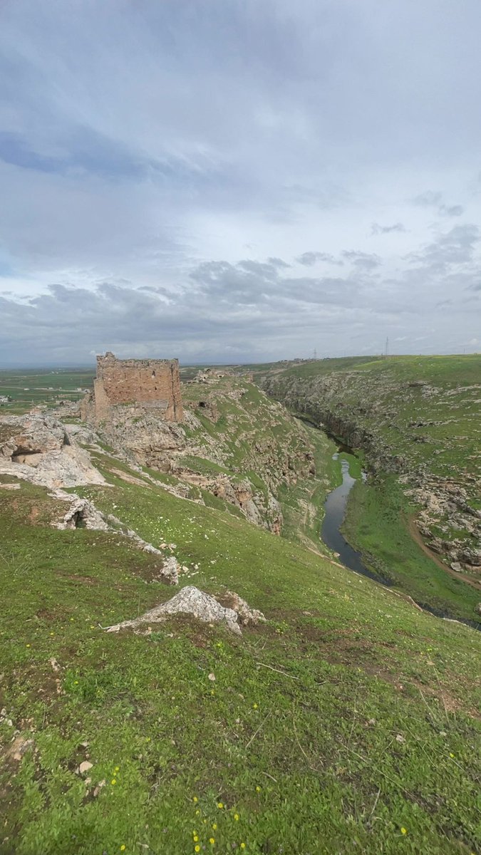 Reap 🇸🇾 tweet media