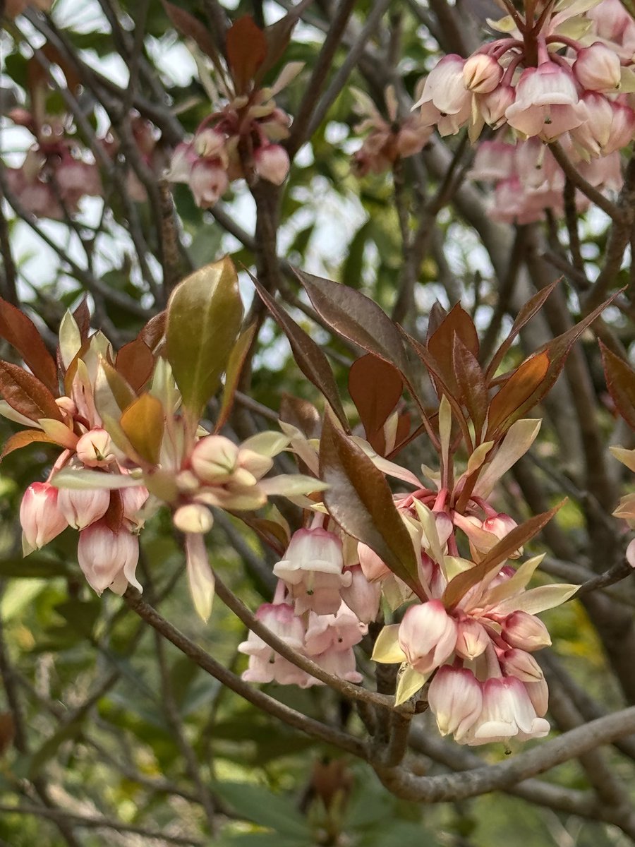 Puff 🥖☕️🥐 tweet media