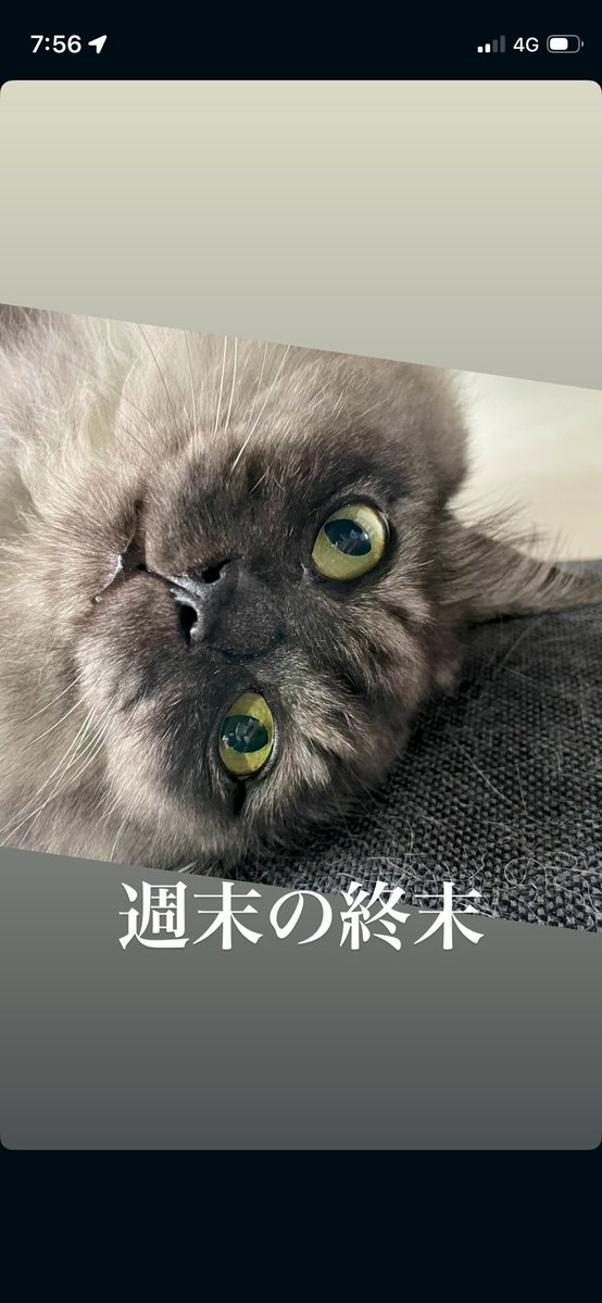 猫教授 tweet media