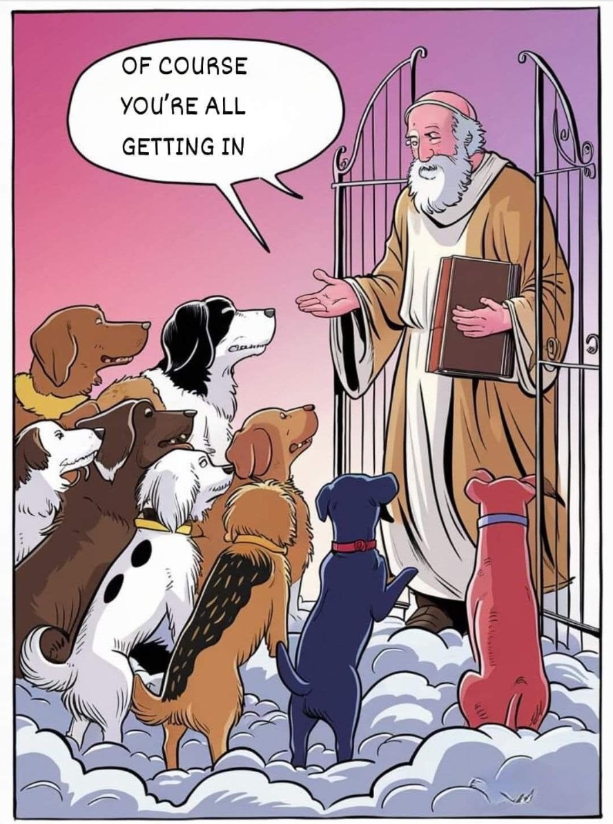 The Dalbo Dog tweet media