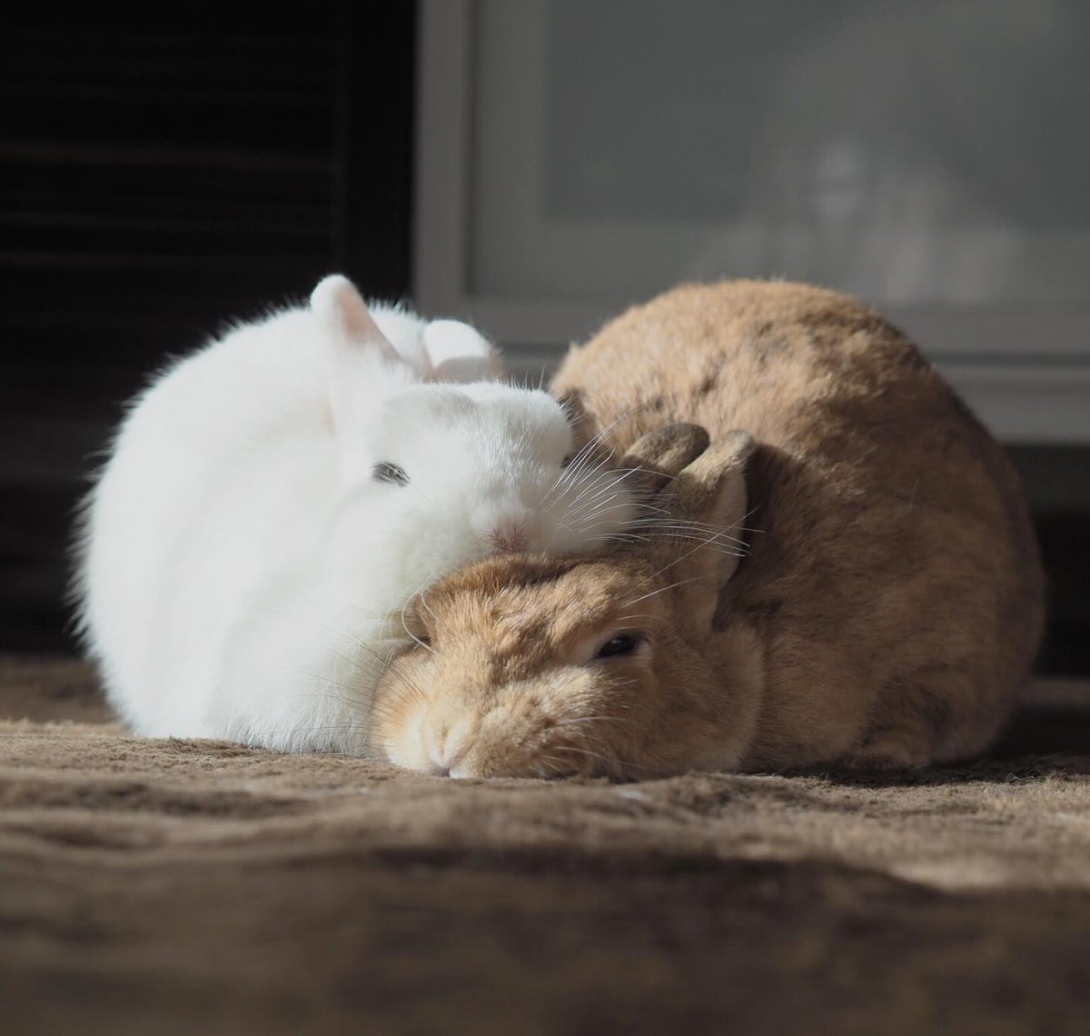 thepopularanimals tweet media