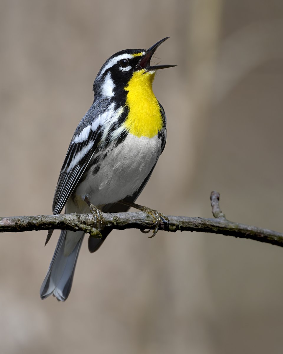 Corby Amos Photography tweet media