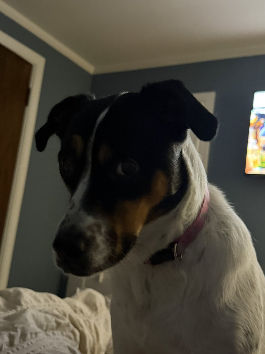 SethC🌲🐻 tweet media