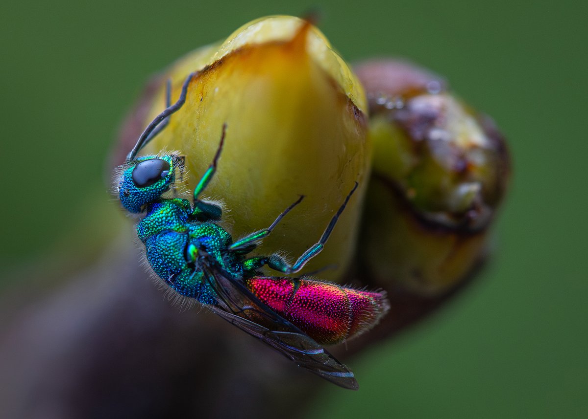 Ed Phillips tweet media