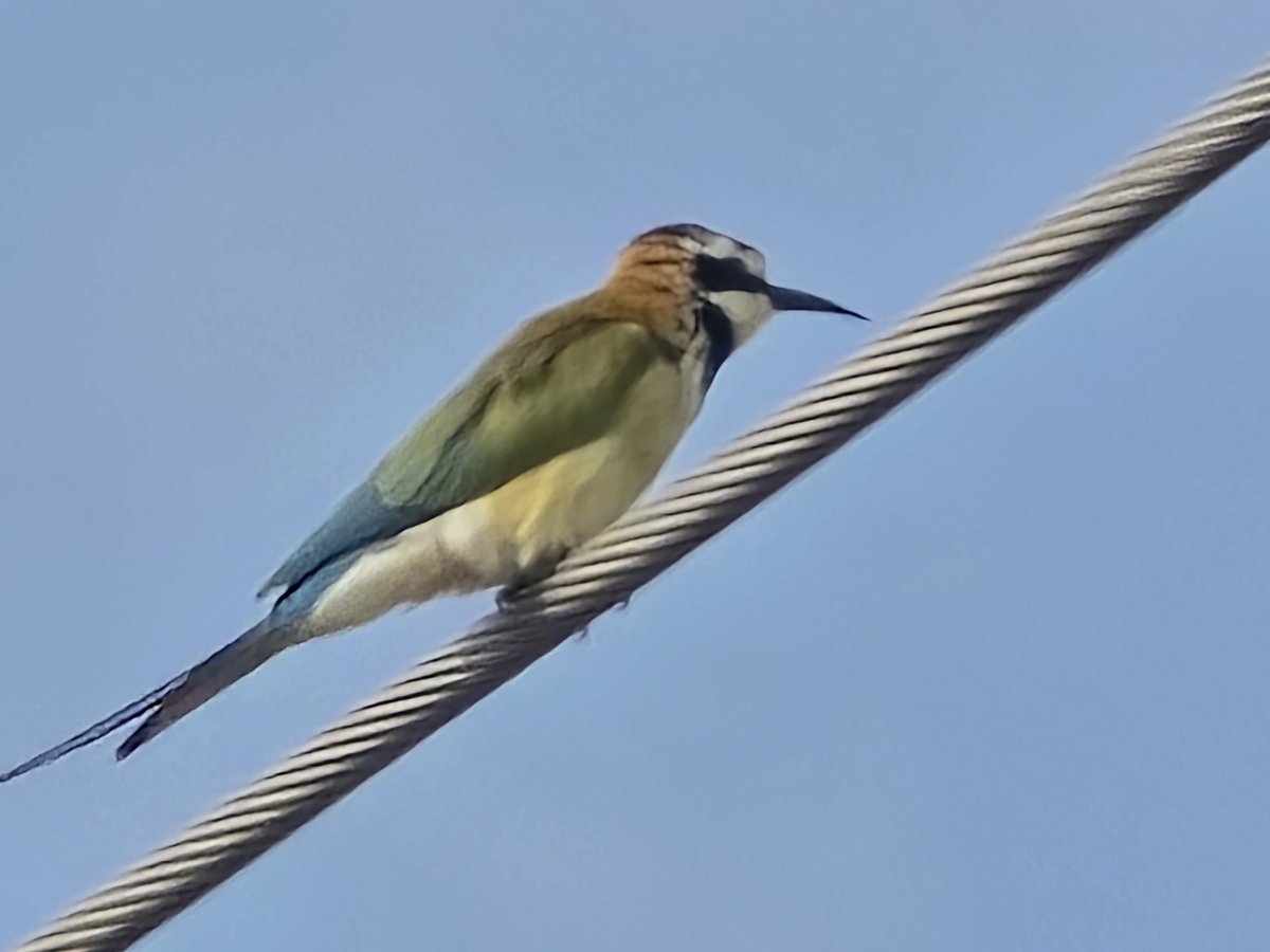 izickgh's tweet photo. See who visited my house,  a white throated bee-eater (Merops albicollis) https://t.co/TLo6cPADBm