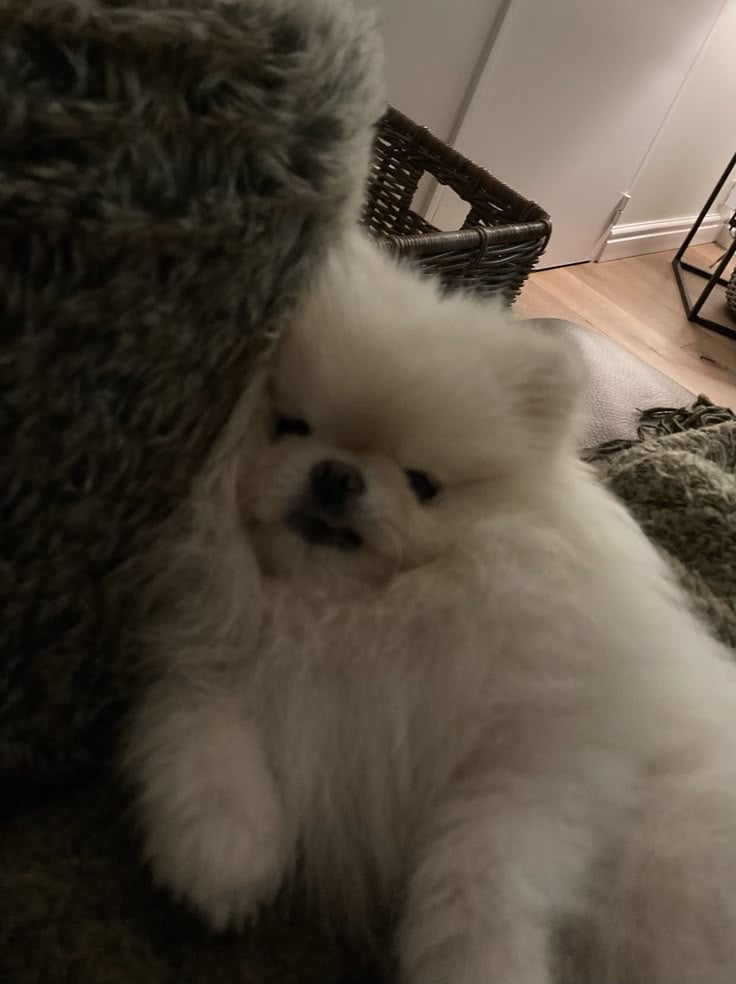 adie. tfc tweet media