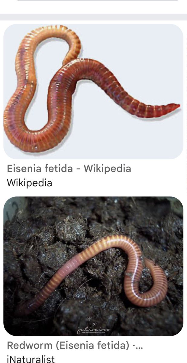 د. نجلاء عبدالله الدوسري tweet media