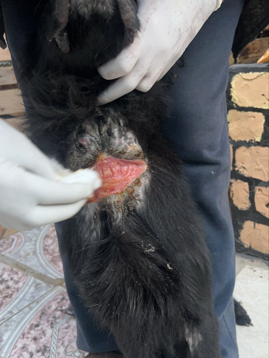 Salam animal care tweet media