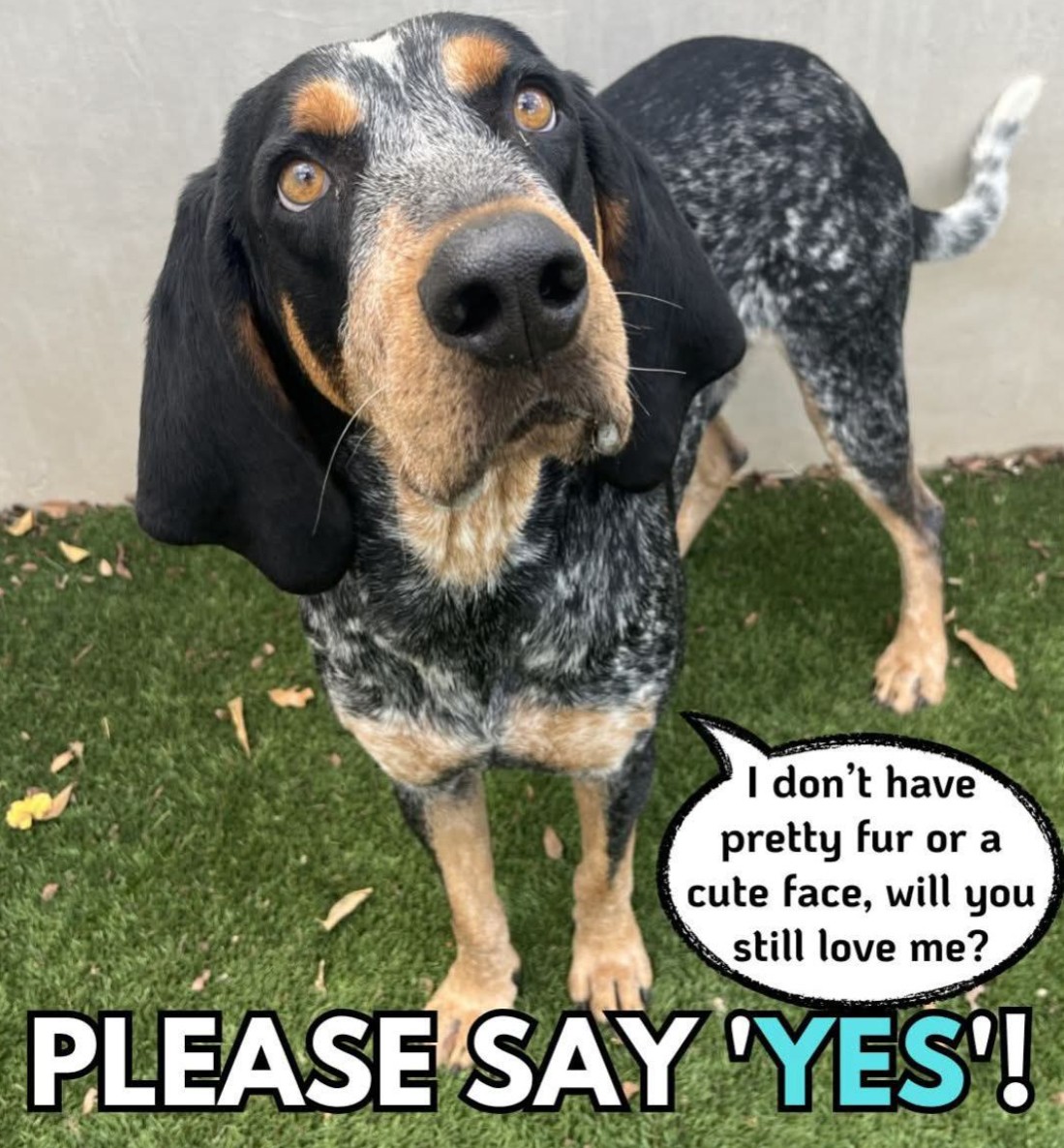 Pawzazzle tweet media