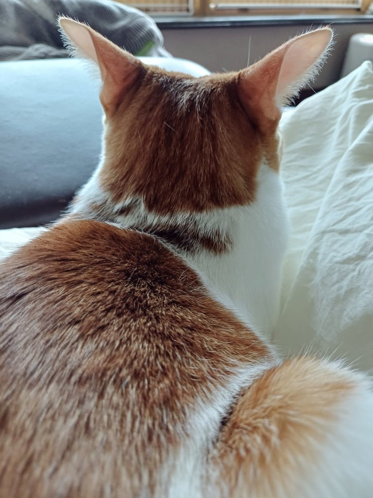 탱자(냥이) tweet media