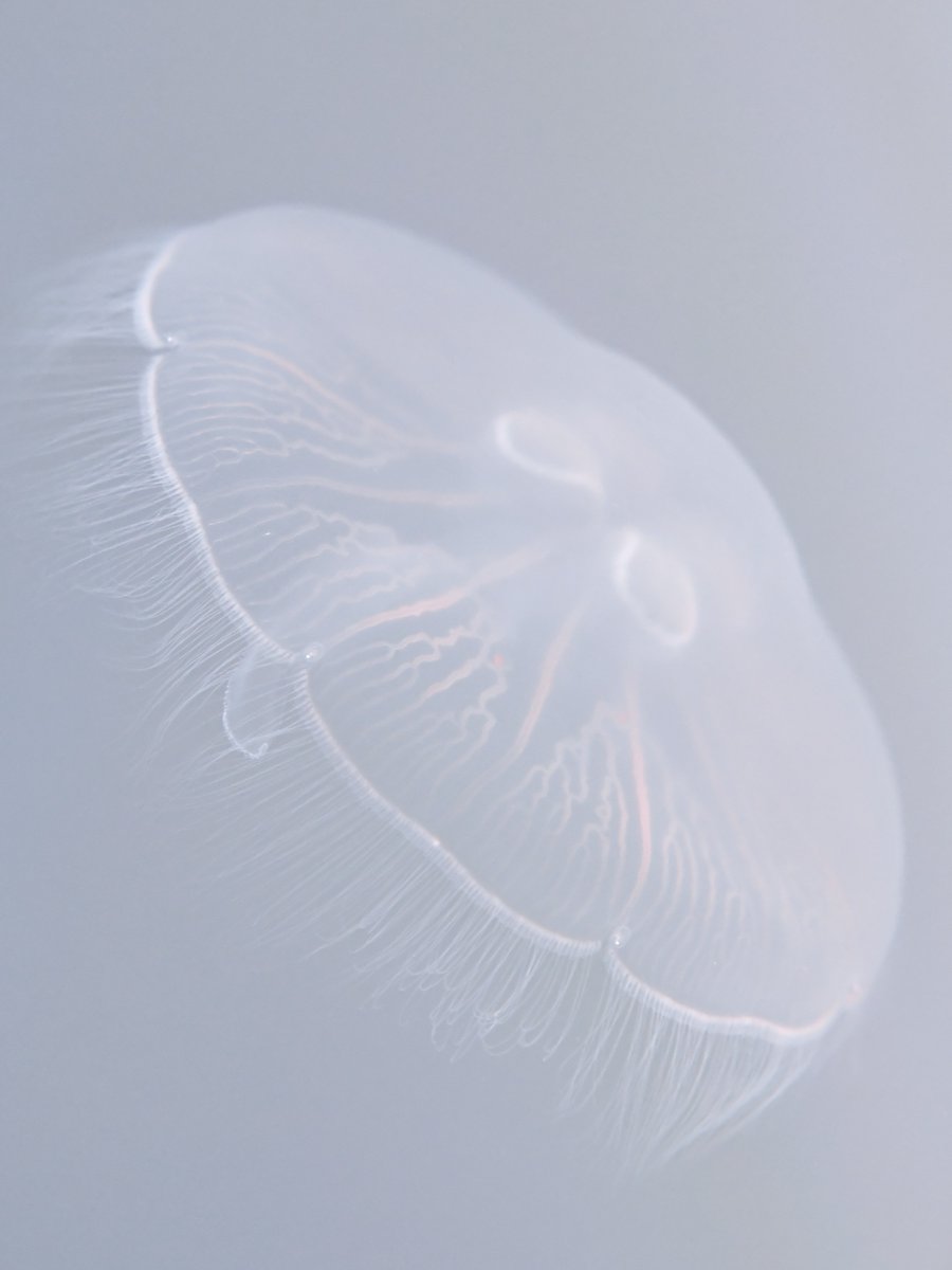 なたりっぷ tweet media