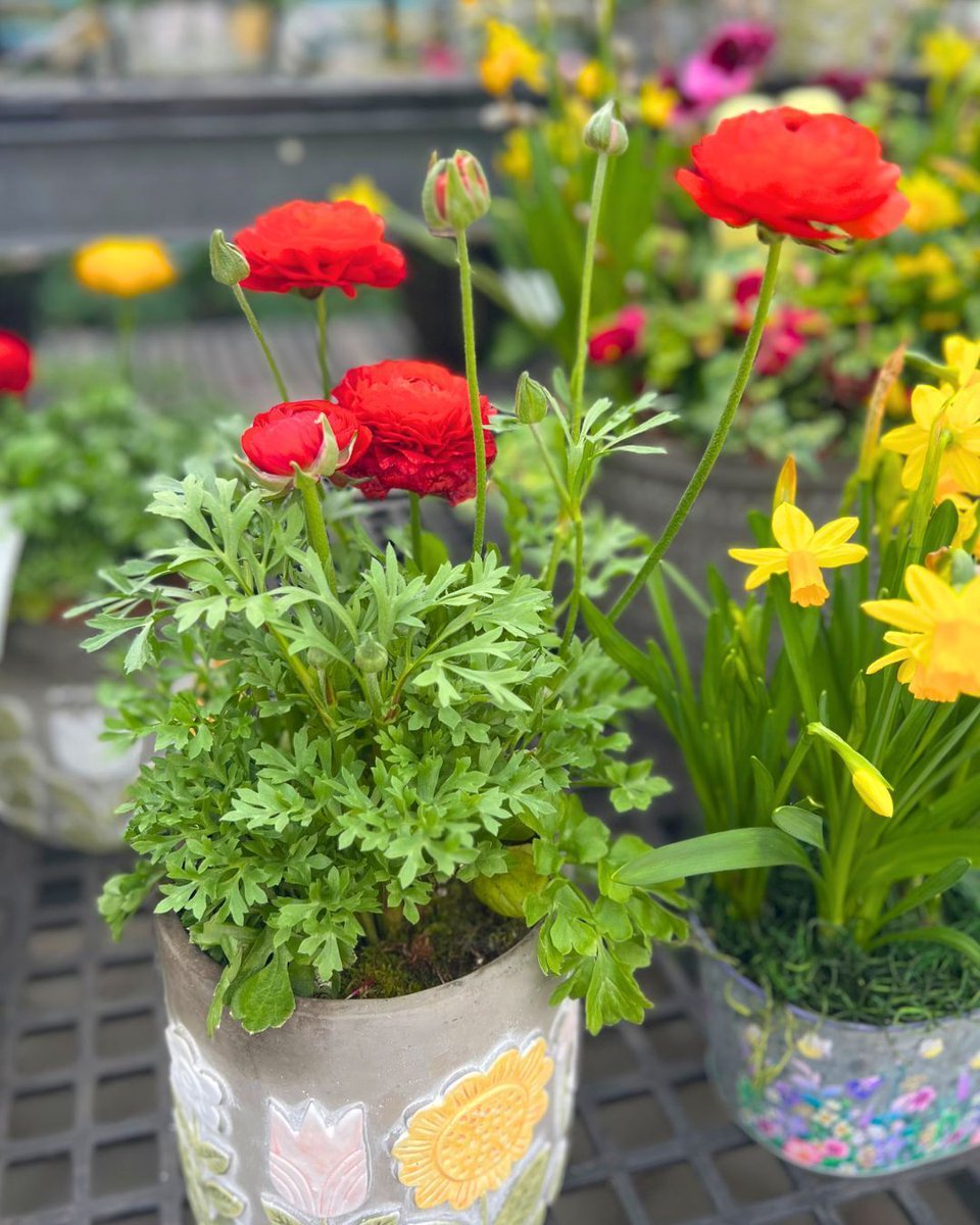 Hicks Nurseries tweet media