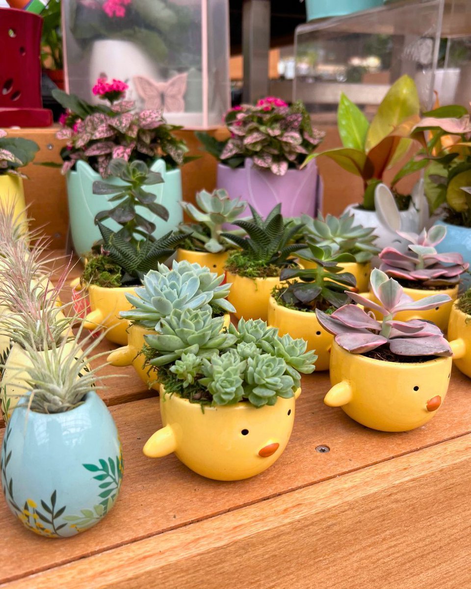 Hicks Nurseries tweet media