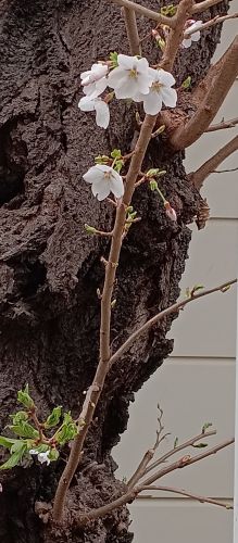 佐々木淳子 tweet media