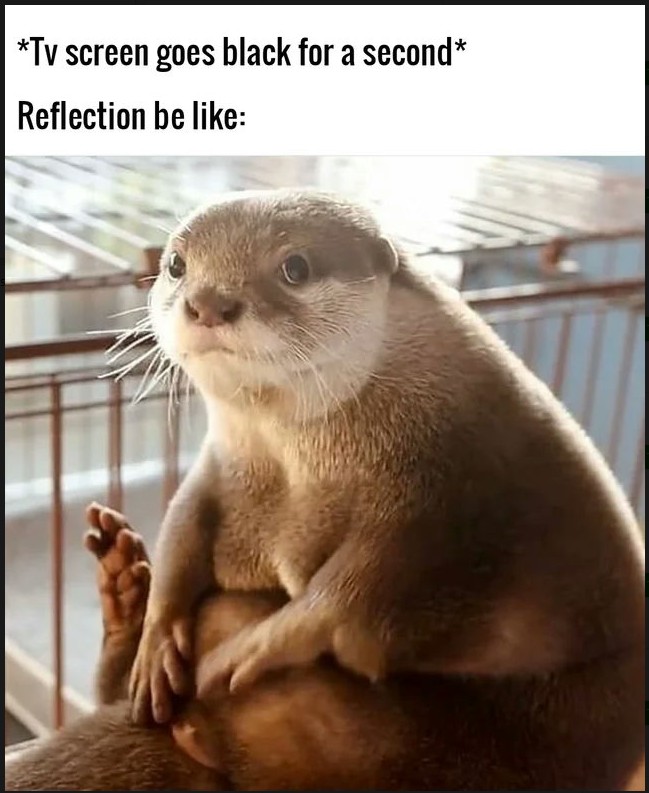 In Otter News.... tweet media