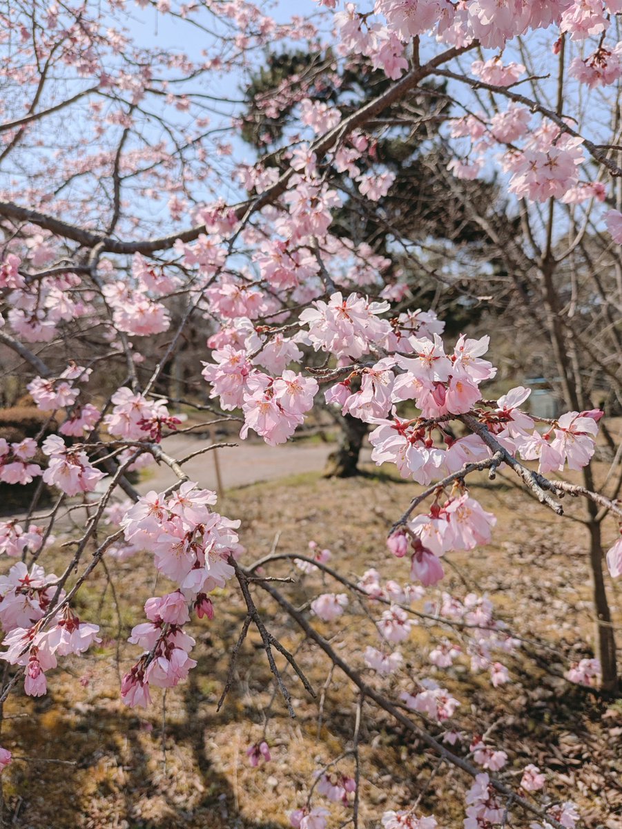 kurokichi tweet media