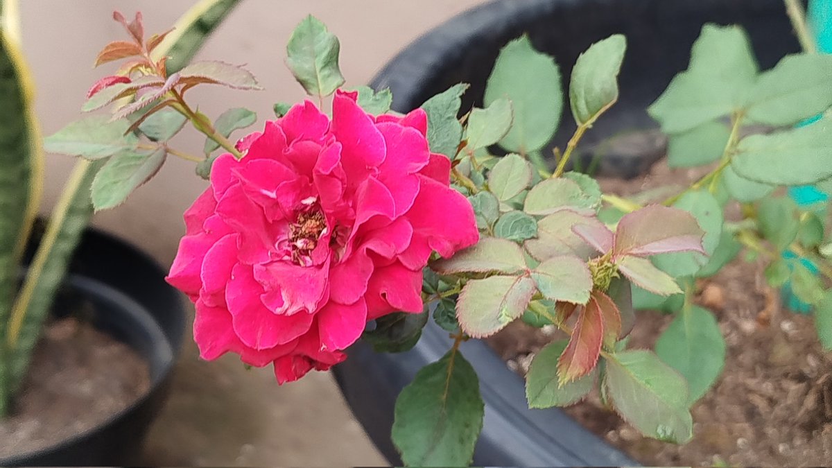 ︎ ︎ ︎ tweet media