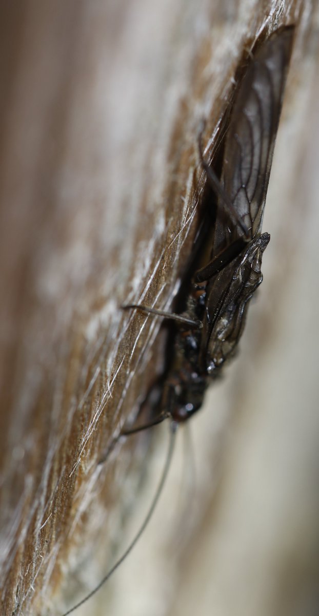 bscgscotland's tweet photo. A further (21 March 2026) female #Brachypters putata with severely #crumpledwing  this time by Spey at ACM &amp; antennae complete.
#StoneflySaturday #plecoptera #ACMinsect #RiparianZone #fencepostfind https://t.co/6Zx6nGKDTR