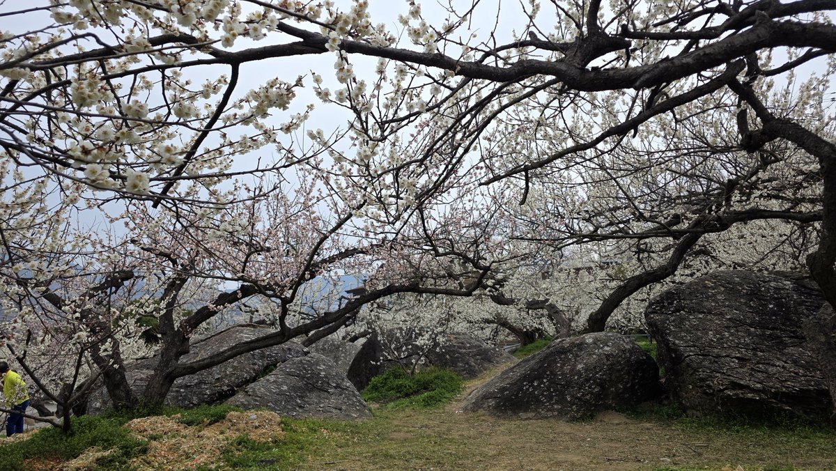 맞아 저 매화꽃 보고왔어요