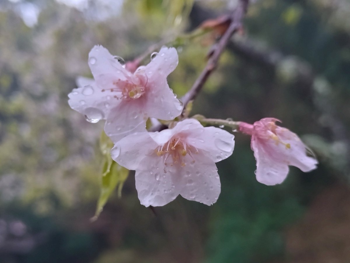 ユスギ tweet media