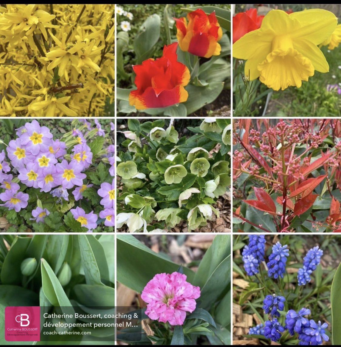 CatherineCDP's tweet photo. ☀️Ce week-end marque l’arrivée du printemps… 🌿

💫Après les mois d’hiver, souvent plus calmes, plus introspectifs, on ressent naturellement cette envie de renouveau. 

✨C’est le moment idéal pour aller de l’avant, faire le tri, repartir sur de nouvelles bases. https://t.co/gJsncoKj9t