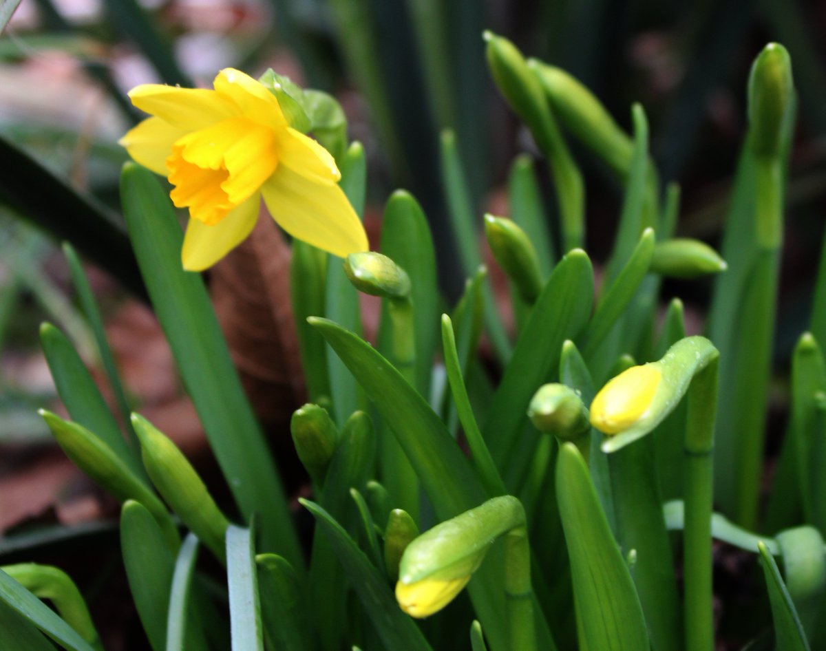HermitsDaily's tweet photo. These mini-daffodils bloomed perfectly for the first day of spring. #pennsylvaniagarden #pennsylvaniagardens #pennsylvaniagardener #garden #gardens #gardener #gardening #fecund #growing #plants #plant #dogwoodtree #floweringtrees #yucca #yuccas #canna #cannas #cannalily https://t.co/4tr0d0nHcm